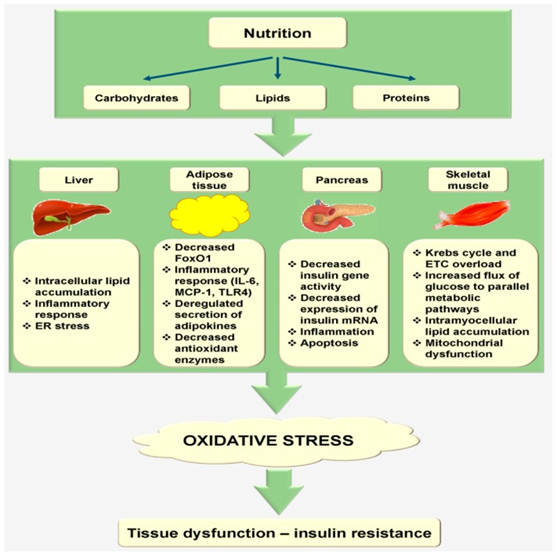 Oxidative Stress - Part 1